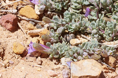 Penstemon thompsoniae thompsoniae