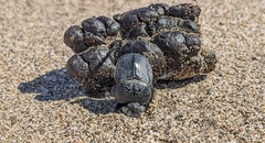 Scarabaeus semipunctatus