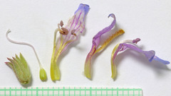 Penstemon thompsoniae thompsoniae