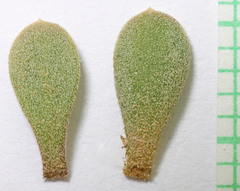 Penstemon thompsoniae thompsoniae