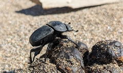 Scarabaeus semipunctatus