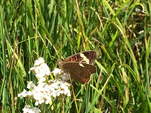 iNaturalist observation photo of Gray Buckeye