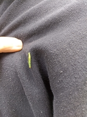 Tortrix viridana