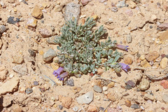 Penstemon thompsoniae thompsoniae