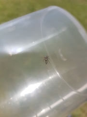 Rhytidodus decimusquartus