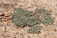 Penstemon thompsoniae thompsoniae