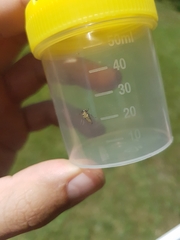 Rhytidodus decimusquartus