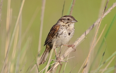 Xenospiza baileyi