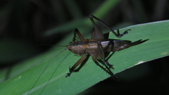 Hexacentrus fuscipes