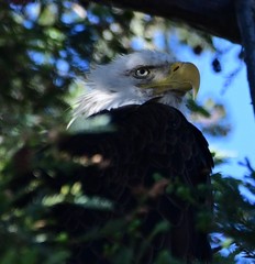 Haliaeetus leucocephalus