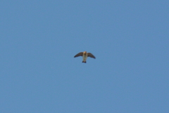 Petrochelidon fulva