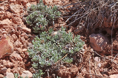 Penstemon thompsoniae thompsoniae