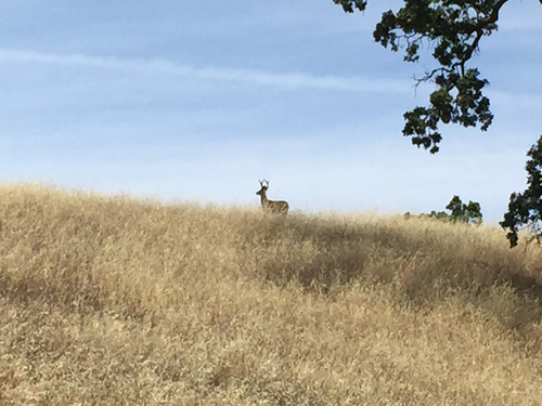 iNaturalist observation photo of Columbian Black-tailed Deer