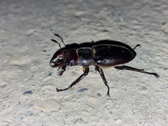 Lucanus ibericus