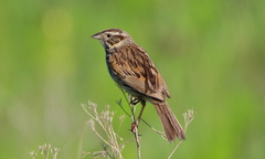 Xenospiza baileyi