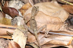 Otocryptis wiegmanni