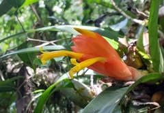 Guzmania nicaraguensis