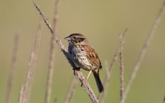 Xenospiza baileyi