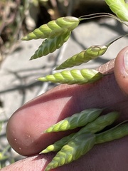 Bromus briziformis