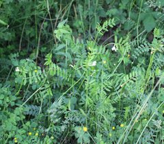 Vicia grandiflora