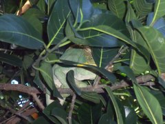 Calumma parsonii parsonii