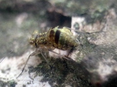 Mesopsocidae