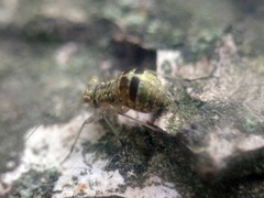 Mesopsocidae
