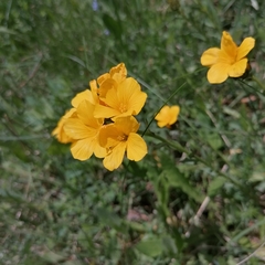 Linum capitatum