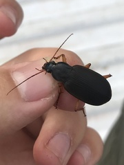 Chlaenius laticollis