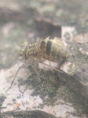 Mesopsocidae