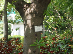 Ficus subpisocarpa
