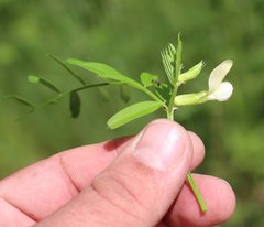Vicia grandiflora