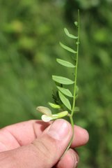 Vicia grandiflora