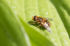 Parhelophilus frutetorum