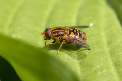 Parhelophilus frutetorum