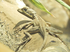 Basiliscus basiliscus
