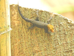 Gonatodes albogularis