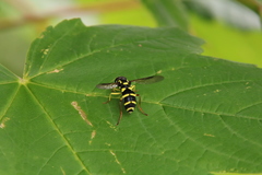 Xanthogramma pedissequum