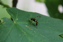 Xanthogramma pedissequum