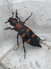 Nicrophorus americanus