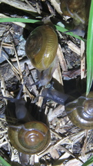 Macrochlamys hippocastaneum