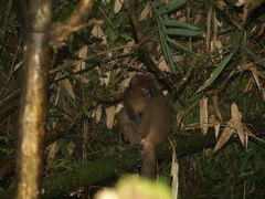 Prolemur simus