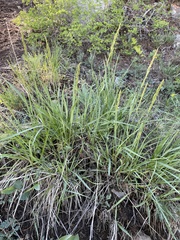 Festuca kingii