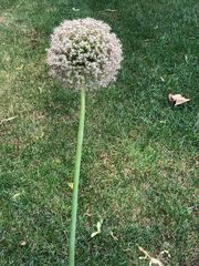 Allium giganteum