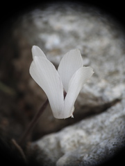 Cyclamen creticum