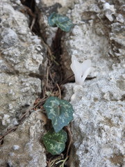 Cyclamen creticum