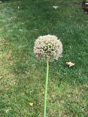 Allium giganteum