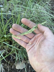 Festuca kingii