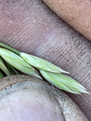 Festuca kingii
