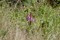Watsonia densiflora